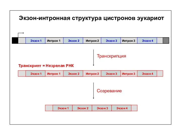 Экзон-интронная структура цистронов эукариот Экзон 1 Экзон 2 Экзон 3