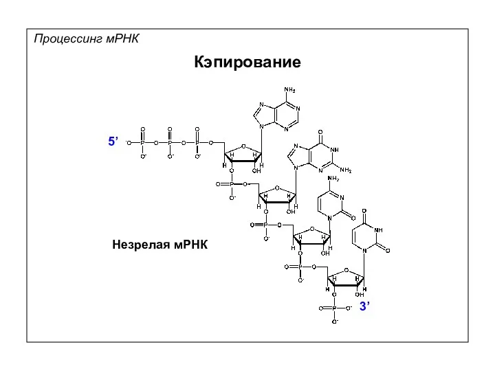 Процессинг мРНК Кэпирование 3’ 5’ Незрелая мРНК