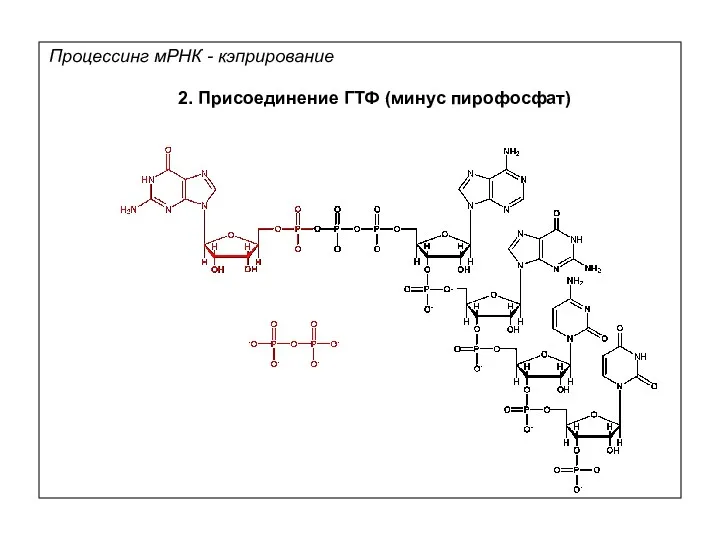 2. Присоединение ГТФ (минус пирофосфат) Процессинг мРНК - кэприрование