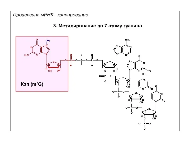 3. Метилирование по 7 атому гуанина Процессинг мРНК - кэприрование Кэп (m7G)