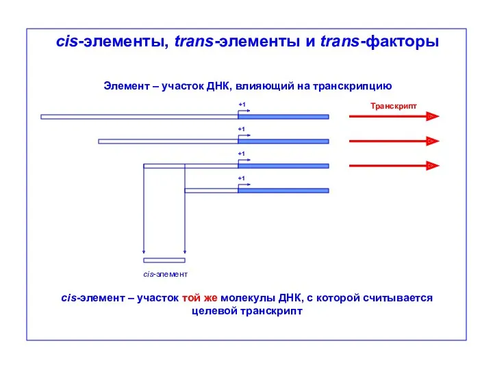 cis-элементы, trans-элементы и trans-факторы +1 +1 +1 +1 Транскрипт сis-элемент