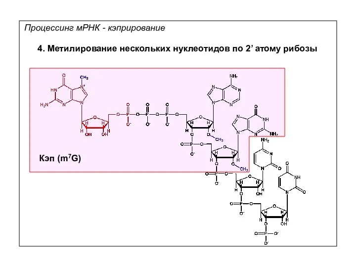 4. Метилирование нескольких нуклеотидов по 2’ атому рибозы Кэп (m7G) Процессинг мРНК - кэприрование