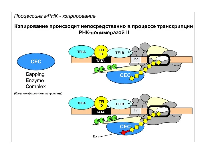 CEC Кэпирование происходит непосредственно в процессе транскрипции РНК-полимеразой II Процессинг