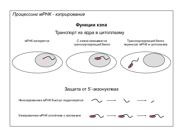 Процессинг мРНК - кэприрование Функции кэпа Транспорт из ядра в
