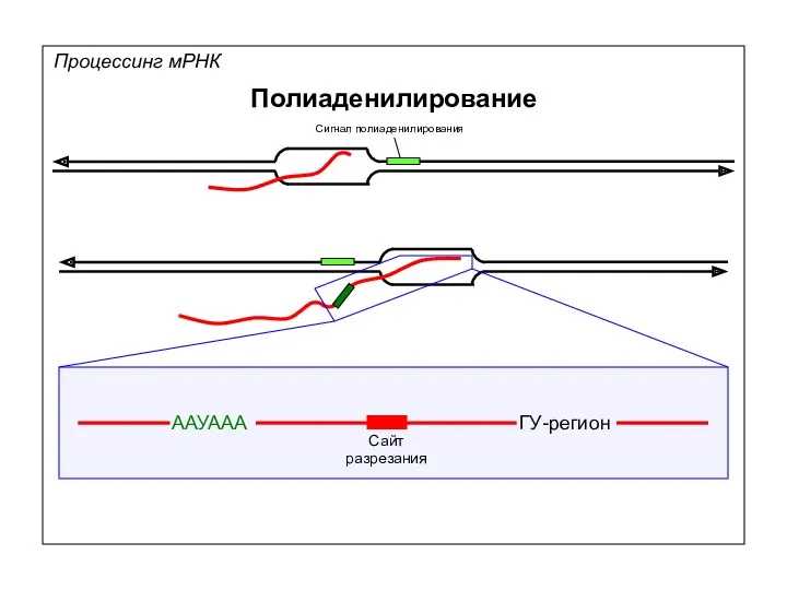 Процессинг мРНК Полиаденилирование Сигнал полиаденилирования ААУААА ГУ-регион Сайт разрезания