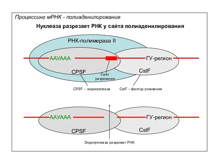 Процессинг мРНК - полиаденилирование Нуклеаза разрезает РНК у сайта полиаденилирования