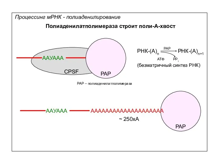 ААУААА CPSF PAP PAP – полиаденилатполимераза Процессинг мРНК - полиаденилирование