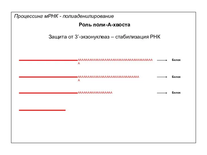 Процессинг мРНК - полиаденилирование Роль поли-А-хвоста Защита от 3’-экзонуклеаз –