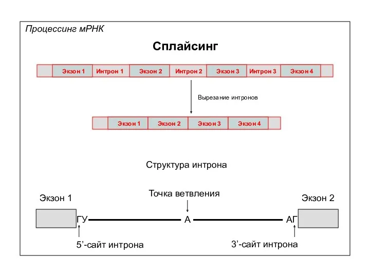 Процессинг мРНК Сплайсинг Экзон 1 Экзон 2 Экзон 3 Экзон