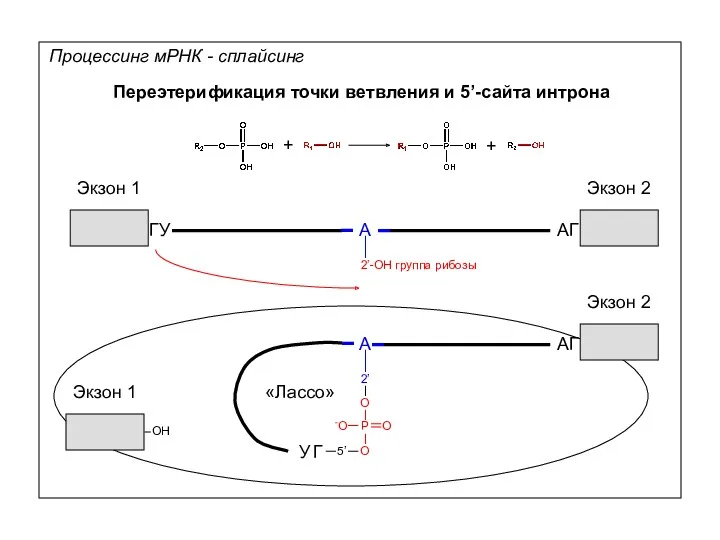 Процессинг мРНК - сплайсинг Переэтерификация точки ветвления и 5’-сайта интрона