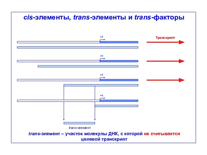 cis-элементы, trans-элементы и trans-факторы Транскрипт trans-элемент +1 +1 +1 +1