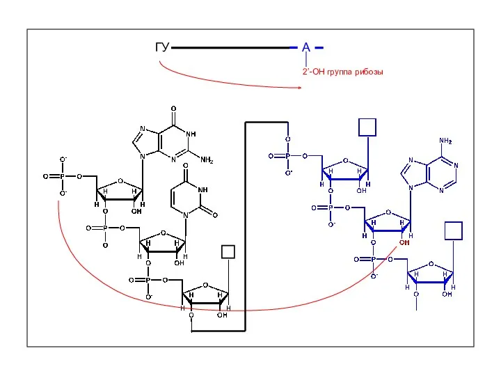 А 2’-OH группа рибозы ГУ