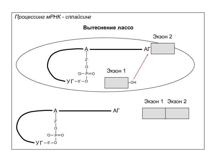 Процессинг мРНК - сплайсинг Вытеснение лассо Экзон 1 Экзон 2