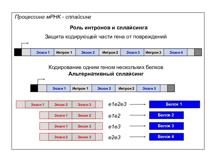 Процессинг мРНК - сплайсинг Роль интронов и сплайсинга Экзон 1