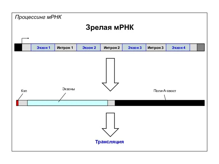 Процессинг мРНК Зрелая мРНК Экзон 1 Экзон 2 Экзон 3