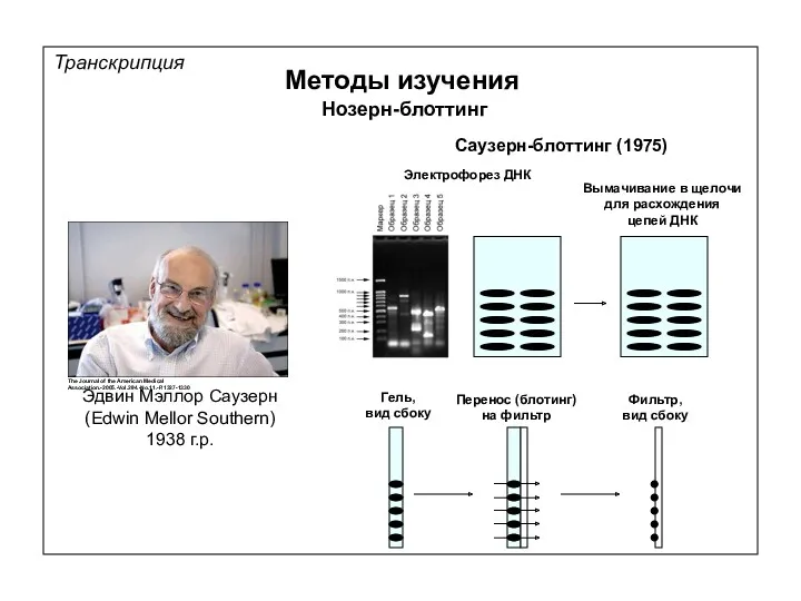 Транскрипция Методы изучения Нозерн-блоттинг Саузерн-блоттинг (1975) Электрофорез ДНК Гель, вид