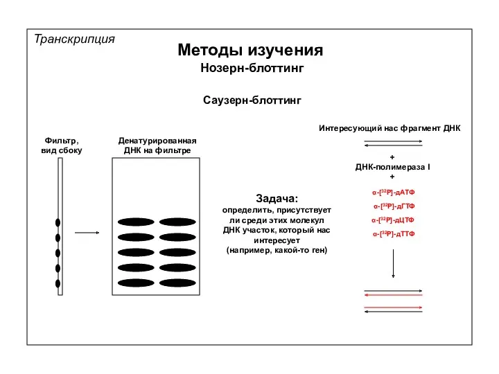 Транскрипция Методы изучения Нозерн-блоттинг Саузерн-блоттинг Фильтр, вид сбоку Денатурированная ДНК