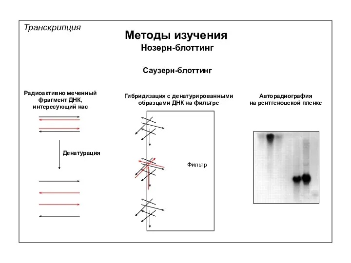 Транскрипция Методы изучения Нозерн-блоттинг Саузерн-блоттинг Радиоактивно меченный фрагмент ДНК, интересующий