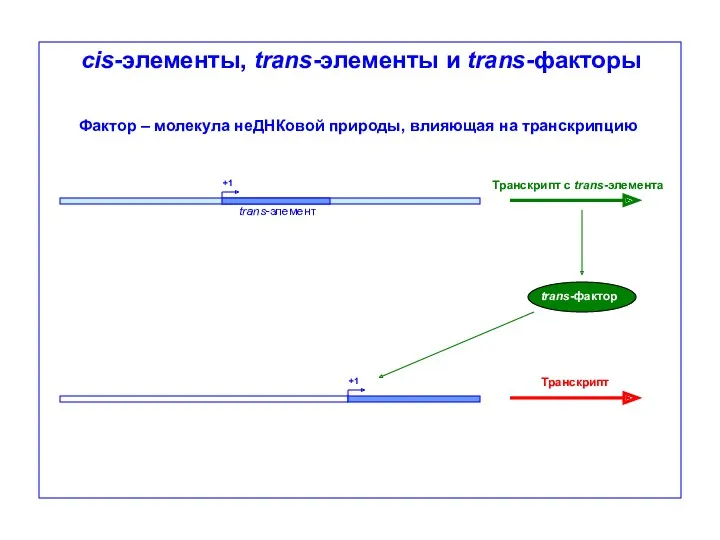 cis-элементы, trans-элементы и trans-факторы Фактор – молекула неДНКовой природы, влияющая