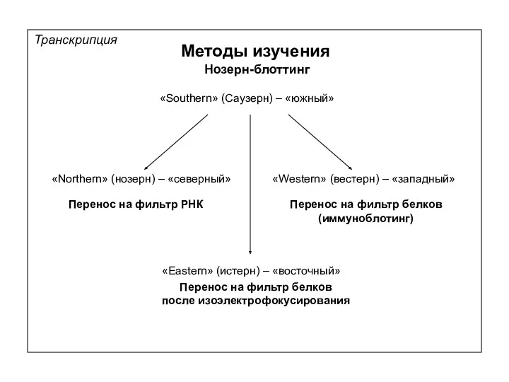 Транскрипция Методы изучения Нозерн-блоттинг «Southern» (Саузерн) – «южный» «Northern» (нозерн)