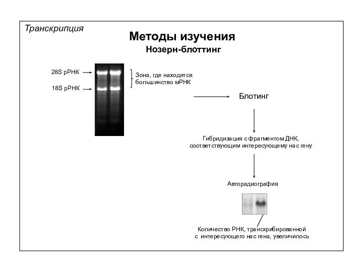 Транскрипция Методы изучения Нозерн-блоттинг 28S рРНК 18S рРНК Зона, где