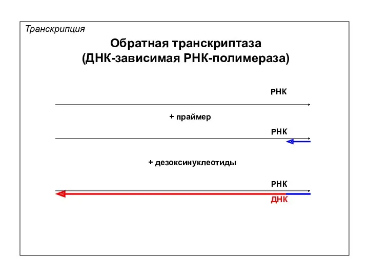 Транскрипция Обратная транскриптаза (ДНК-зависимая РНК-полимераза) + дезоксинуклеотиды РНК РНК ДНК + праймер РНК