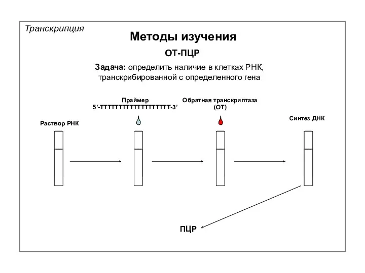 Транскрипция Методы изучения ОТ-ПЦР Раствор РНК Праймер 5’-ТТТТТТТТТТТТТТТТТТТ-3’ Обратная транскриптаза