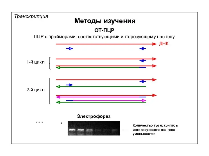 Транскрипция Методы изучения ОТ-ПЦР ПЦР с праймерами, соответствующими интересующему нас