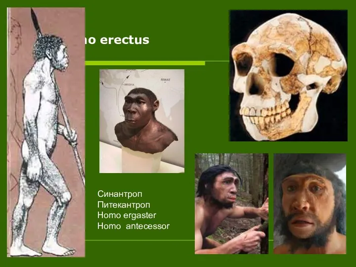 Homo erectus Синантроп Питекантроп Homo ergaster Homo antecessor