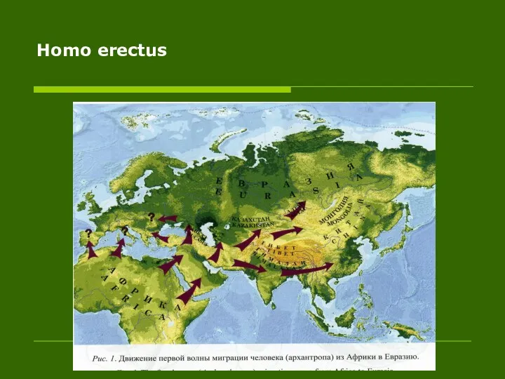 Homo erectus