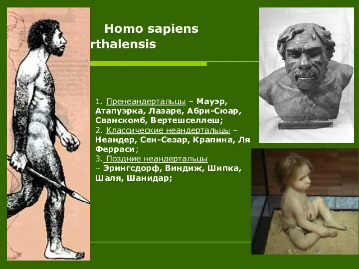 Homo sapiens Neanderthalensis 1. Пренеандертальцы – Мауэр, Атапуэрка, Лазаре, Абри-Сюар, Сванскомб, Вертешселлеш; 2.