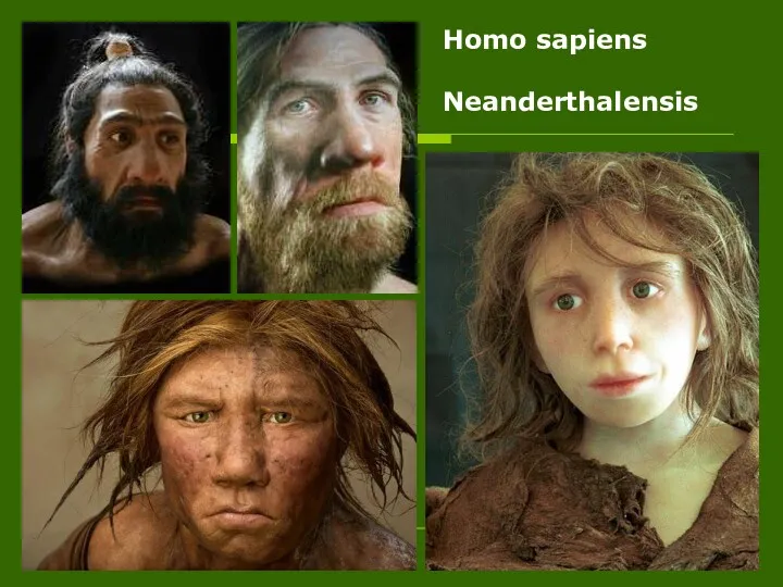 Homo sapiens Neanderthalensis