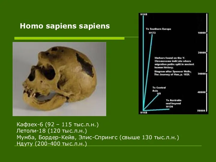 Homo sapiens sapiens Кафзех-6 (92 – 115 тыс.л.н.) Летоли-18 (120 тыс.л.н.) Мумба, Бордер-Кейв,