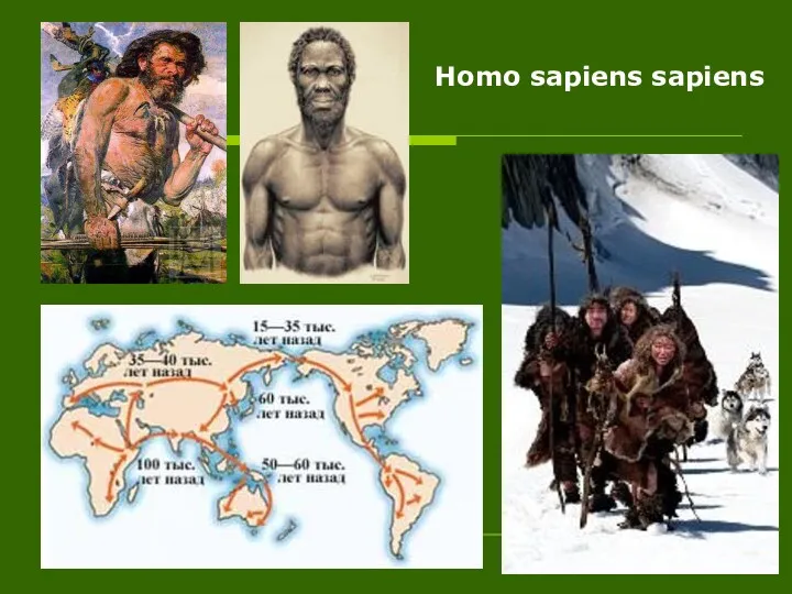 Р Homo sapiens sapiens
