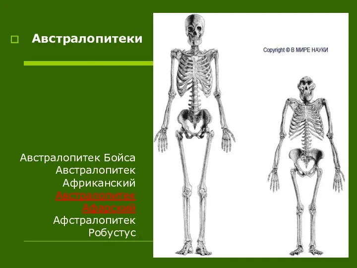 Австралопитек Бойса Австралопитек Африканский Австралопитек Афарский Афстралопитек Робустус Австралопитеки