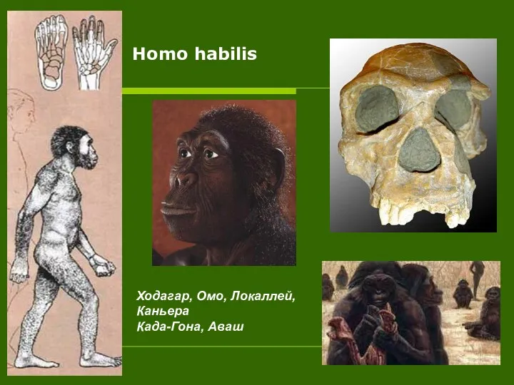 Homo habilis Ходагар, Омо, Локаллей, Каньера Када-Гона, Аваш