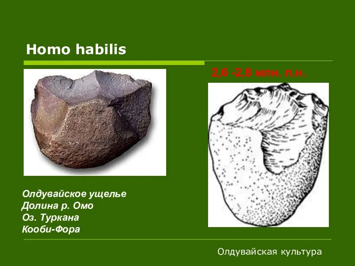 Homo habilis Олдувайское ущелье Долина р. Омо Оз. Туркана Кооби-Фора 2,6 -2,8 млн. л.н. Олдувайская культура