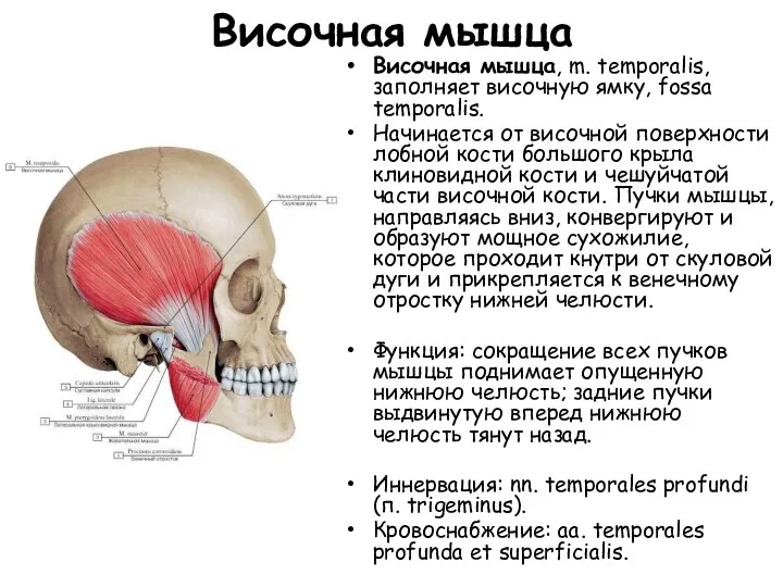 Височная мышца Височная мышца, m. temporalis, заполняет височную ямку, fossa