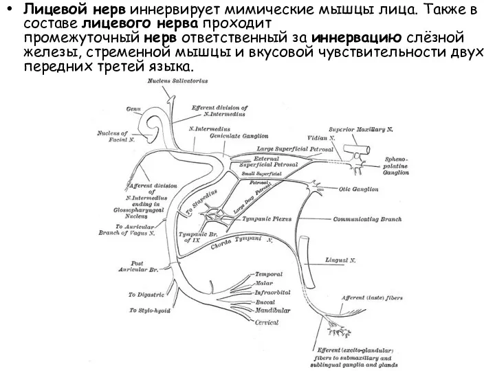 Лицевой нерв иннервирует мимические мышцы лица. Также в составе лицевого