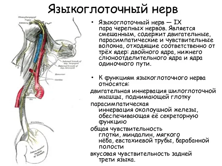 Языкоглоточный нерв Языкоглоточный нерв — IX пара черепных нервов. Является