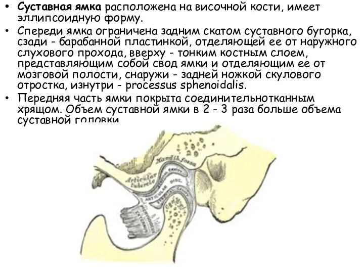 Суставная ямка расположена на височной кости, имеет эллипсоидную форму. Спереди