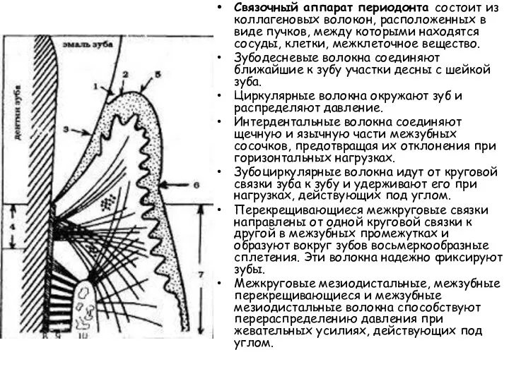 Связочный аппарат периодонта состоит из коллагеновых волокон, расположенных в виде