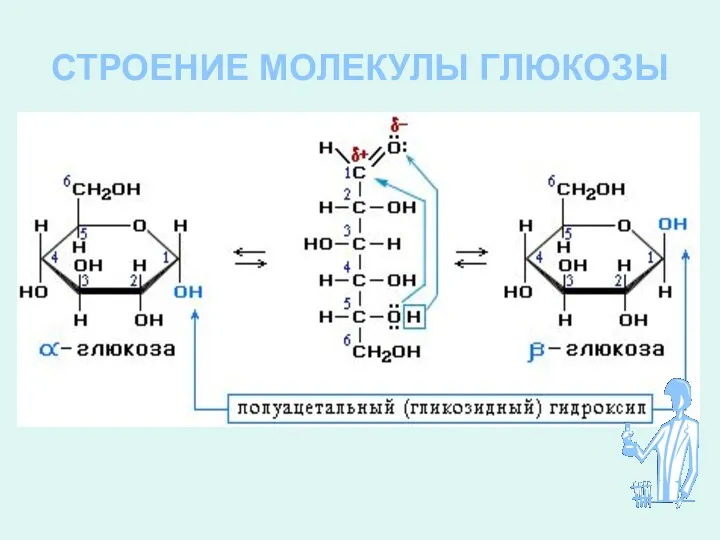 СТРОЕНИЕ МОЛЕКУЛЫ ГЛЮКОЗЫ