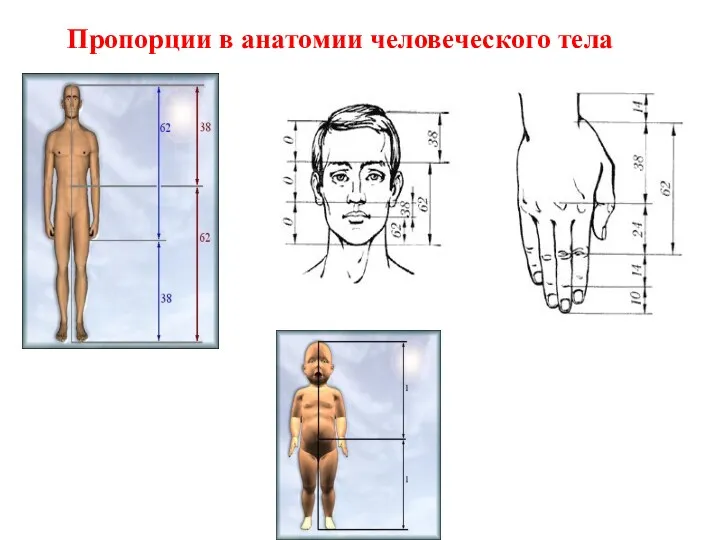 Пропорции в анатомии человеческого тела