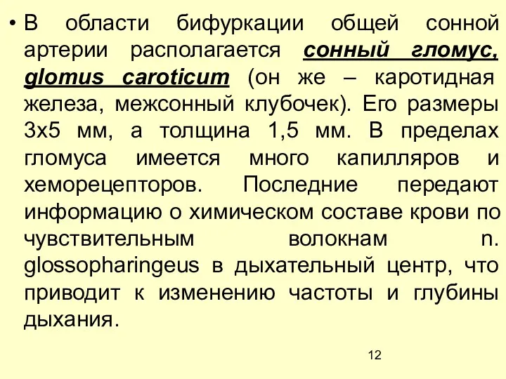 В области бифуркации общей сонной артерии располагается сонный гломус, glomus