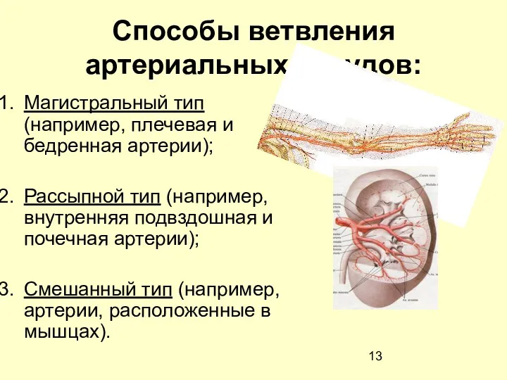 Способы ветвления артериальных сосудов: Магистральный тип (например, плечевая и бедренная