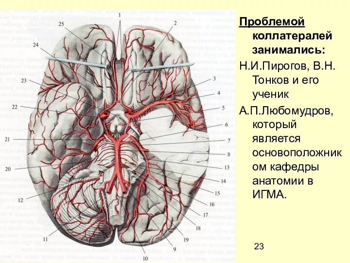 Проблемой коллатералей занимались: Н.И.Пирогов, В.Н.Тонков и его ученик А.П.Любомудров, который является основоположником кафедры анатомии в ИГМА.