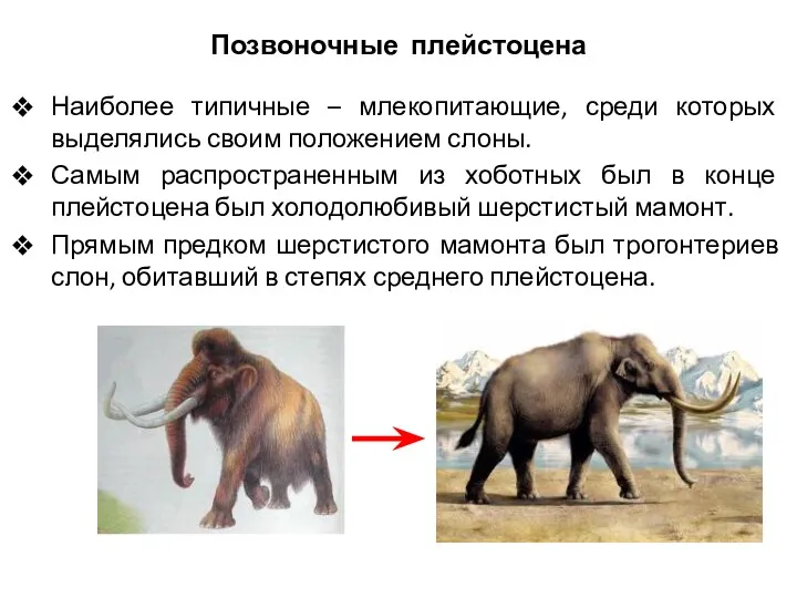 Позвоночные плейстоцена Наиболее типичные – млекопитающие, среди которых выделялись своим положением слоны. Самым