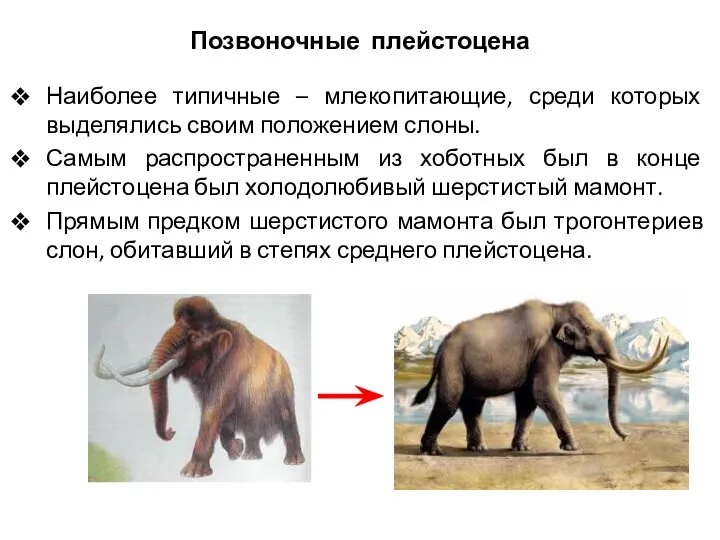 Позвоночные плейстоцена Наиболее типичные – млекопитающие, среди которых выделялись своим