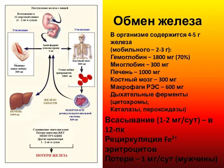 Обмен железа В организме содержится 4-5 г железа (мобильного –